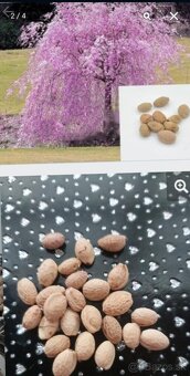 Sakura, Čerešňa pilkatá - 2