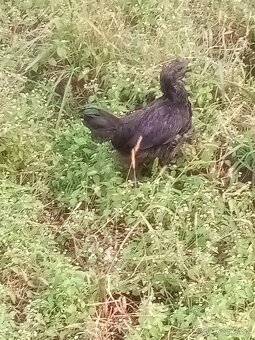 Plemeno AYAM cemani Kohuty a sliepka - 2