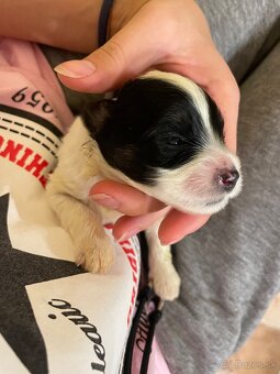 maltipoo šteniatka - 2
