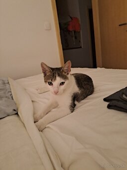 Dodko a Miško - dvaja úžasní kocúri hľadajú domov a slobodu - 2