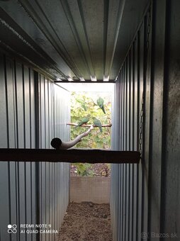 Papagáj královský - 2