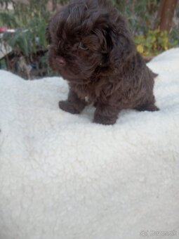 Maltipoo - 2