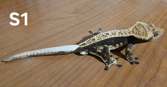 Pagekon Riasnatý - 2