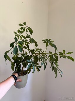 Schefflera Gold Capella - 2