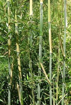 Mrazuvzdorný Bambus zakorenený stalo zelený odkopy planty - 2