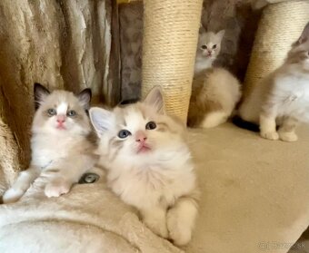 Ragdoll mačiatka - 2