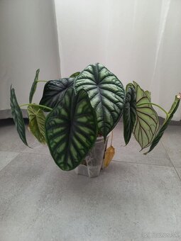 Alocasia dragon scale - 2