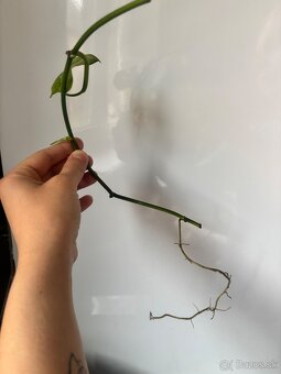 raritna monstera japanese tricolor 1 - 2
