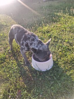 Francuzsky buldocek blue merle - 2