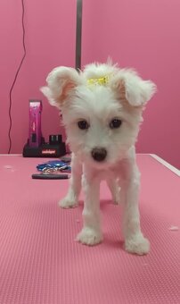 Fenka maltezského psíka - 2