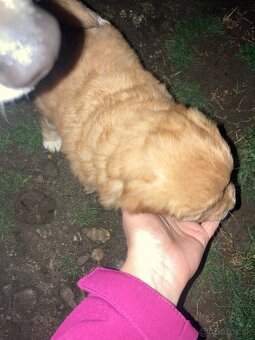 Darujem šteniatko - 2