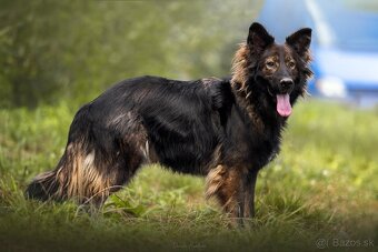 Darujem nádherného psa Ramiho - nemecký ovčiak bez PP - 2