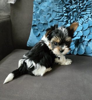 Biewer yorkshire terier - 2