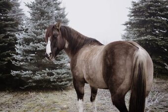 Apha žrebec pripuštanie - 2