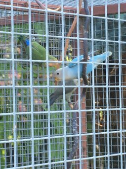 Agapornis ruzovohrdly - 2