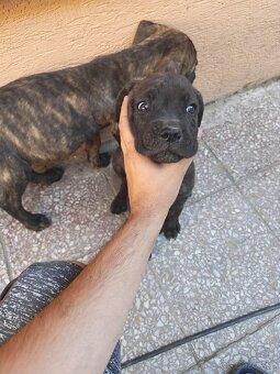 Cane Corso Šteniatka - 2