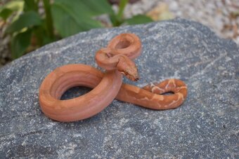 Boa Constrictor - Velhad Kralovsky - 2