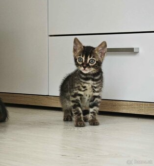 Bengálska mačka,kocur,mačiatko,Bengal - 2
