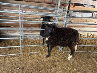 Barany pôvodná valaška - 2