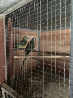 Predám papagaje - 2
