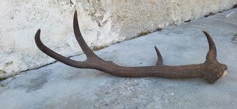 zhod,zhody,parohy,parozie,paroh - 2