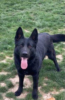 Nemecký ovčiakov - 2