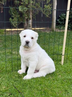 Stredoázijský ovčiak - 2