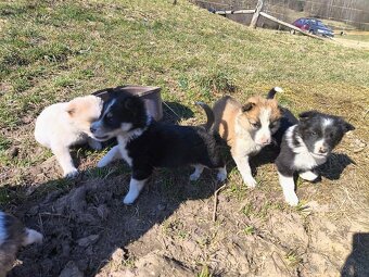 Darujem šteniatka - 2