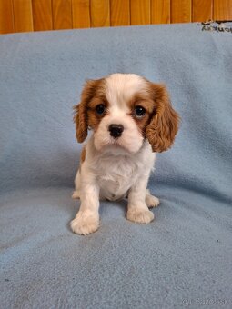 Cavalier kavalier - 2