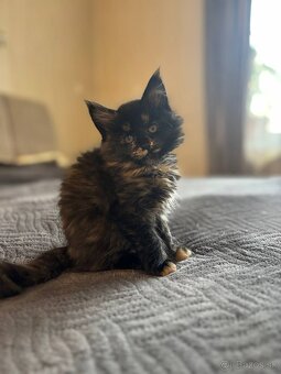 Maine coon mačiatka k odberu - 2