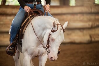 Pripúšťanie charakterným QH cremello žrebcom - 2