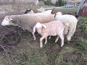 Anglonubijsky capko podielovy,predaj, pripustenie - 2