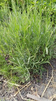 Levanduľa lekárska  - sadenice - 2