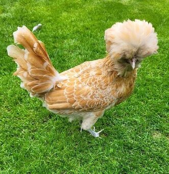 Zháňam sliepky - 2