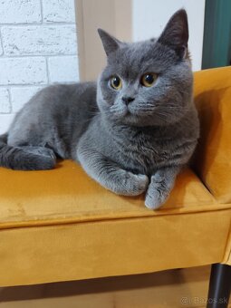 Britský kocúr na krytie - 2