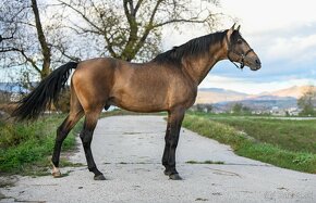 Zlatý španielsky žrebec - pripúšťanie - 2