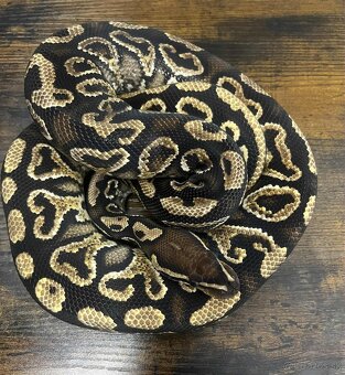 Python regius - 2