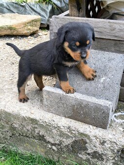 Šteniatka Rotvajler Fenky - 2
