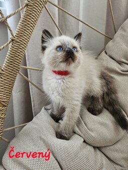 Ragdoll mačiatka - 2