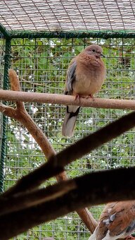 Hrdličky Senegálske - 2