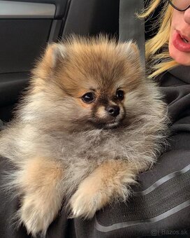 Pomeranian - 2