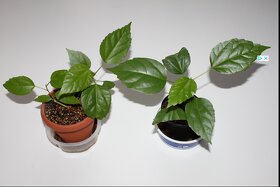 Červená plnokvetá čínska ruža - 2