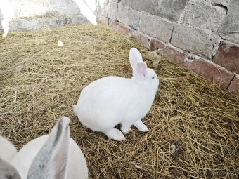Králik domáci - 2