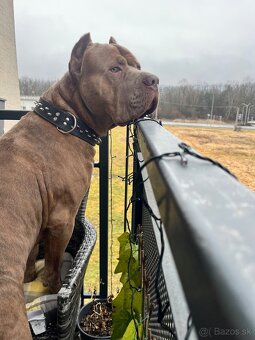 Dám na krytie Bandoga - 2