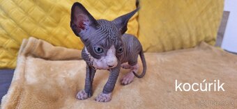 Mačiatka Kanadský sphynx bez PP - 2