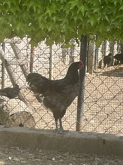 Australorp modrá - 2