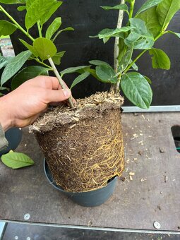 Vavrinovec Novita 80cm/6€ - dovoz - 2