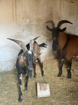 Kozy, capko - 2