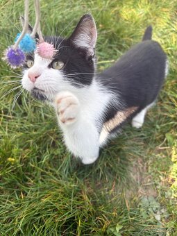 Mačičky do dobrých rúk - 2