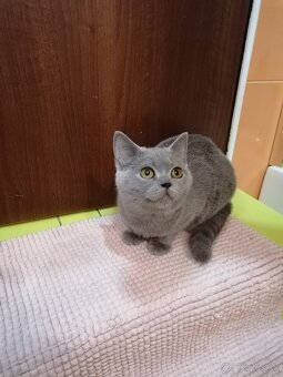 Britské mačiatka - 2